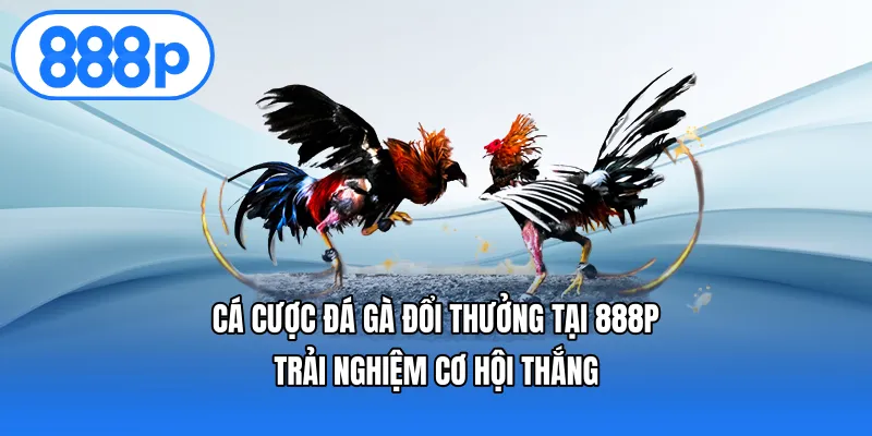 Cá Cược Đá Gà Đổi Thưởng Tại 888p – Trải Nghiệm Cơ Hội Thắng