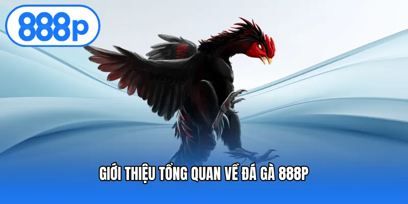 Giới thiệu tổng quan về đá gà 888P