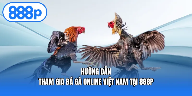 Hướng dẫn tham gia đá gà online Việt Nam tại 888P